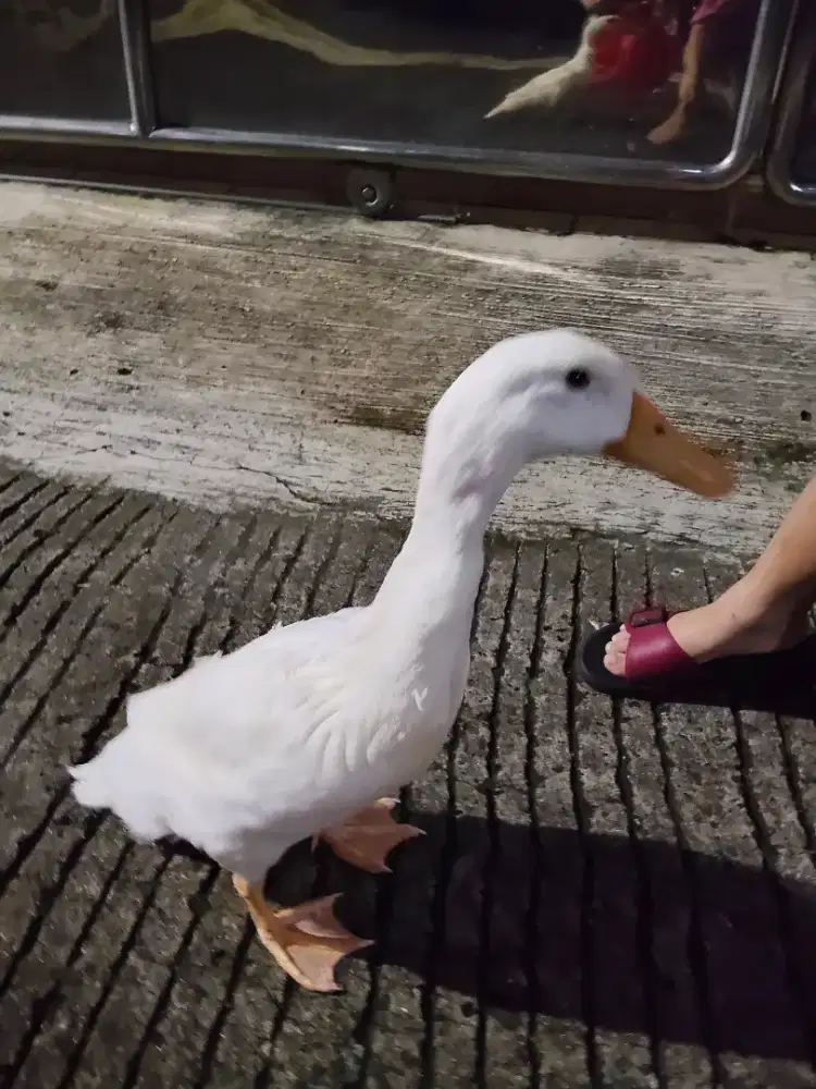 BEBEK PEKING hidup, sehat, dan gesit + BONUS KANDANG / BEBEK HIDUP