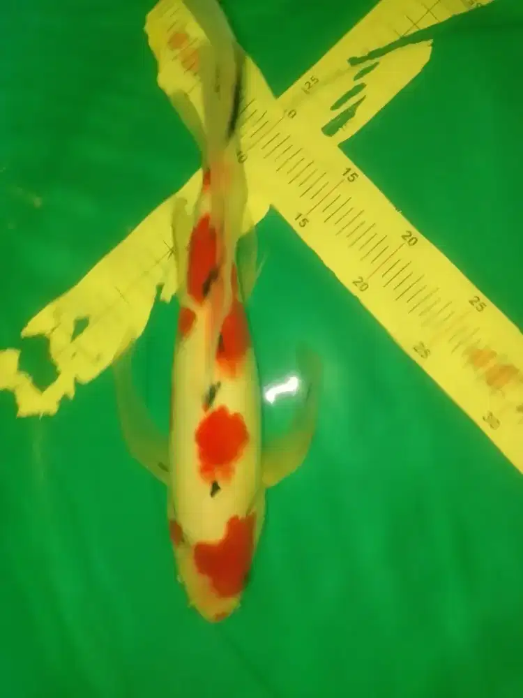 Ikan koi jenis Sanke Slayer 40cm bagus