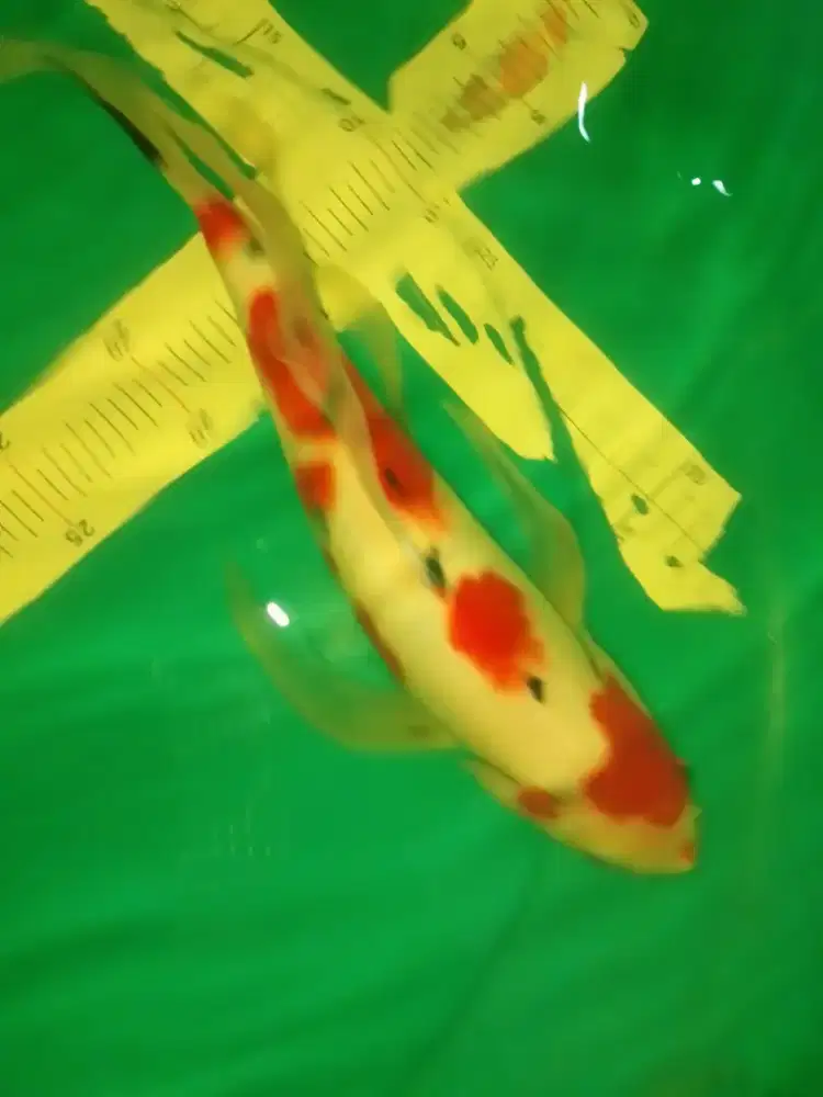 Ikan koi jenis Sanke slayer 40cm warna strong