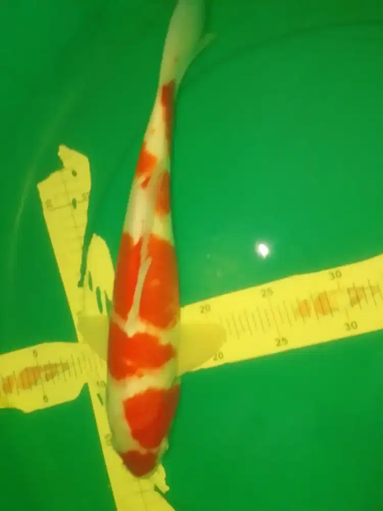 Ikan koi jenis Kohaku 36cm pola original