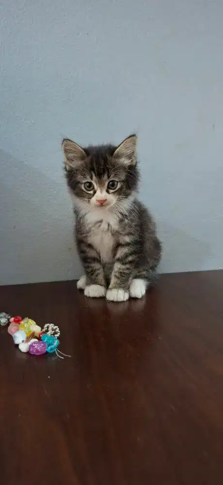 Kitten turunan anggora