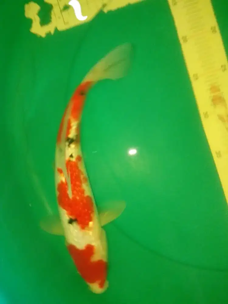 Ikan koi jenis Sanke Ginrin 35cm HQ