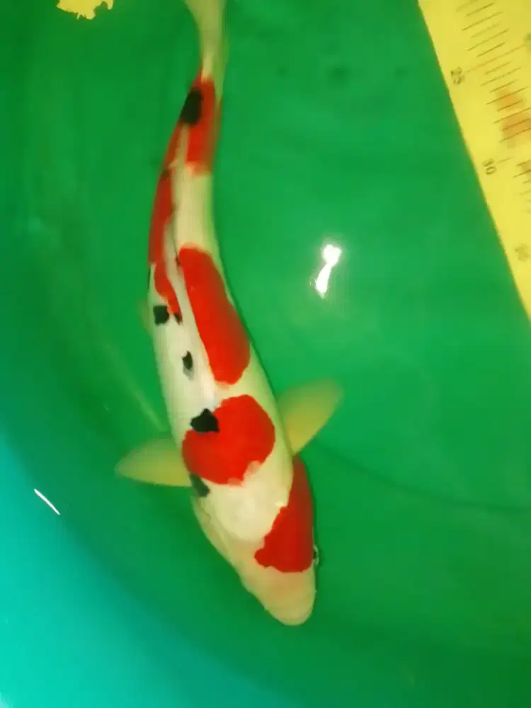 Ikan koi jenis Sanke Doitsu 41cm HQ