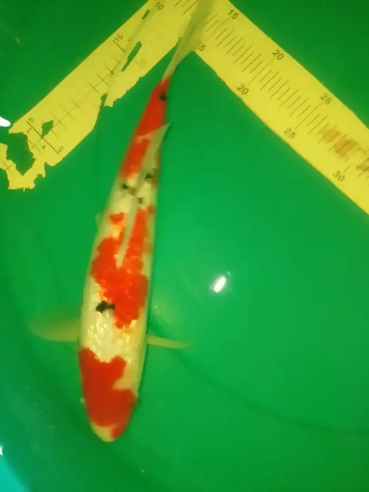 Ikan koi jenis Sanke Ginrin 35cm warna merah
