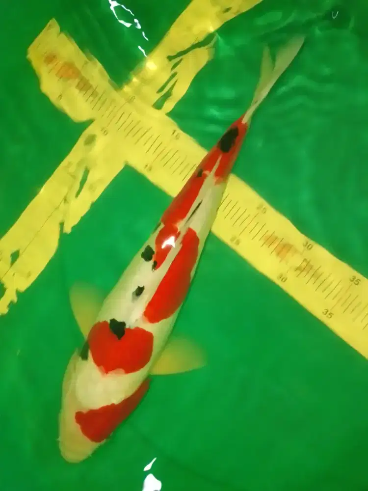 Ikan koi jenis Sanke Doitsu 41cm HQ