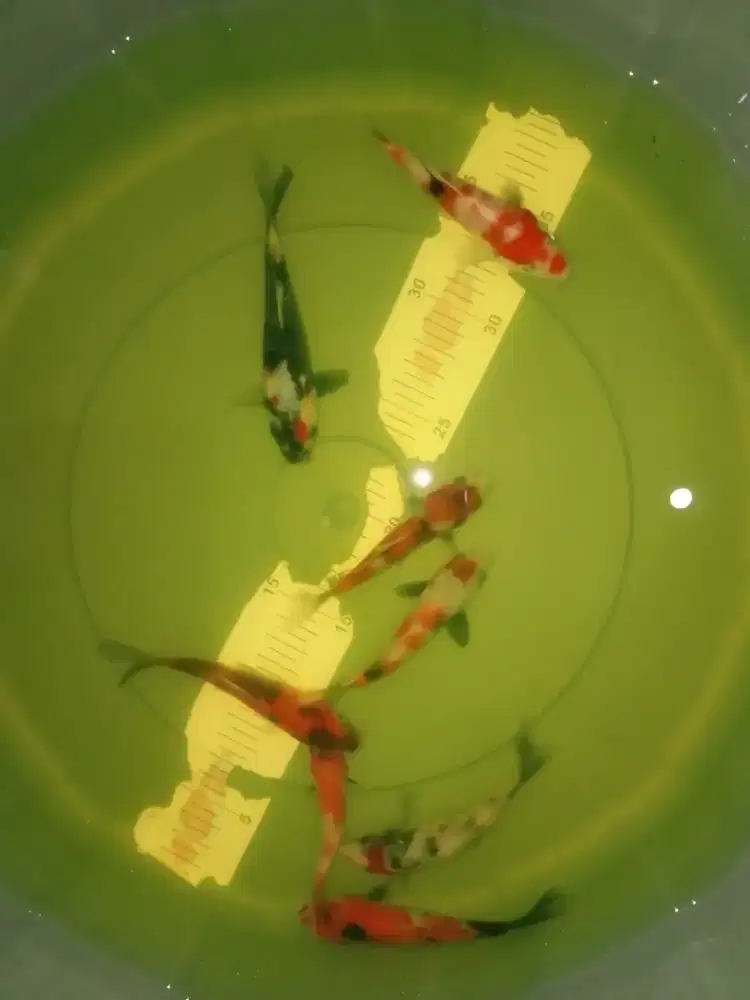 Ikan koi jenis Showa 12-14cm