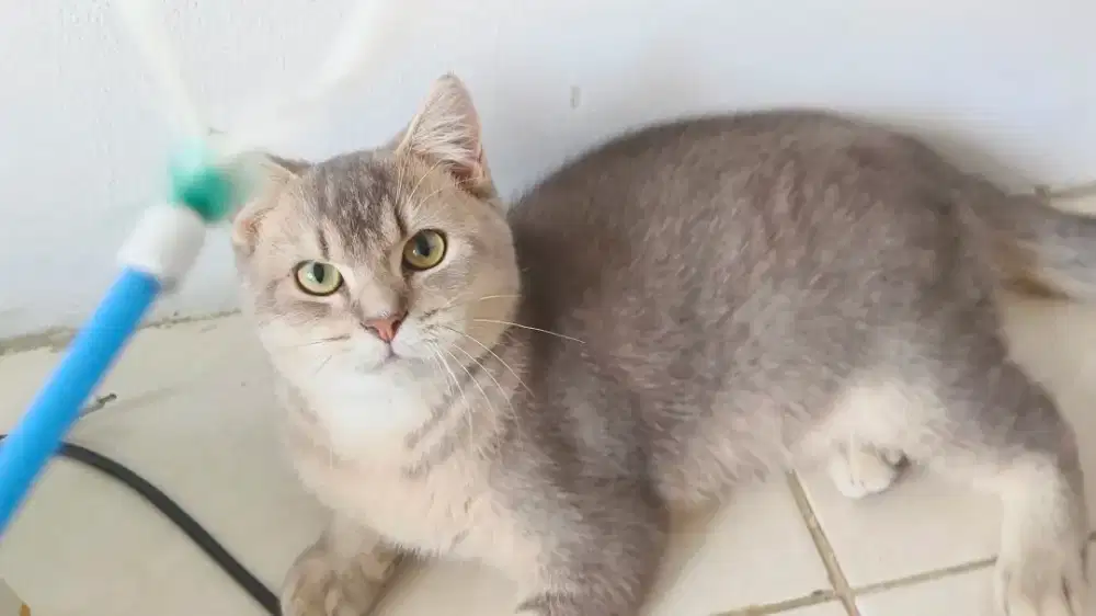 KUCING BSH KITTEN 6.5 BULAN JANTAN