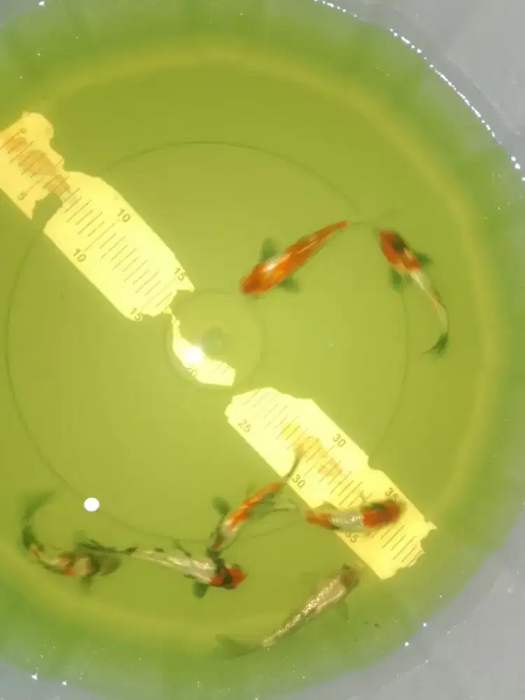 Ikan koi jenis Showa Ginrin 10cm grade A