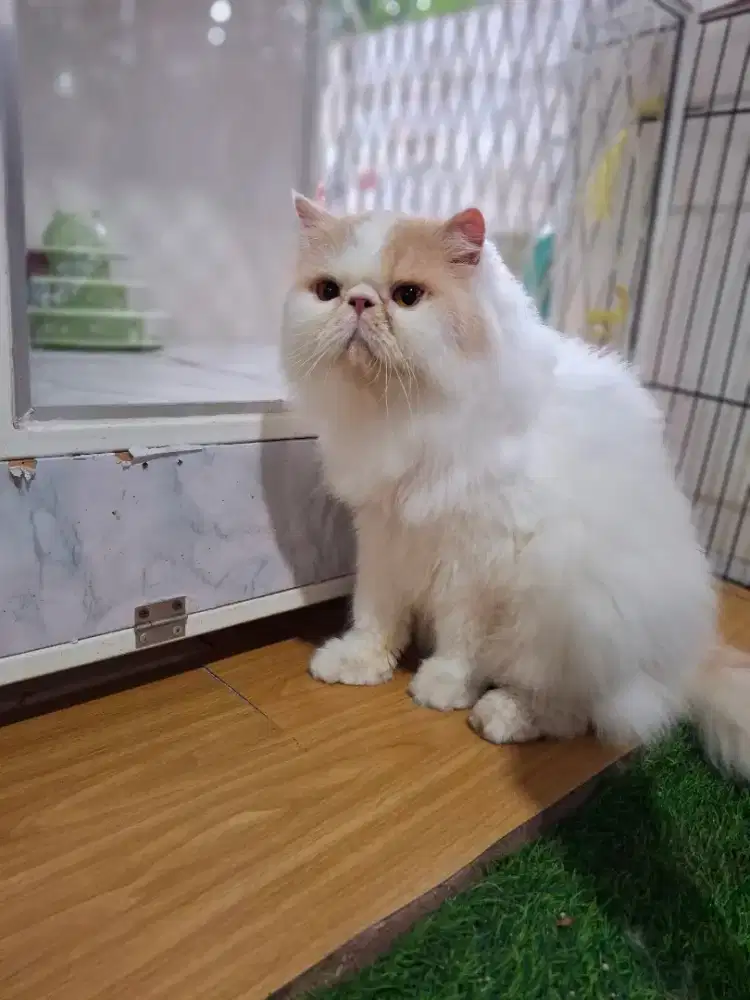 Kucing peaknose bigbon longhair jaantan