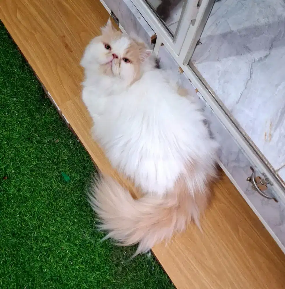 Kucing peaknose bigbon longhair jantann
