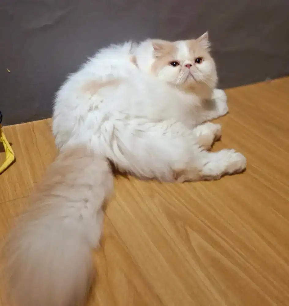 Kucing peaknose bigbon longhair jantan