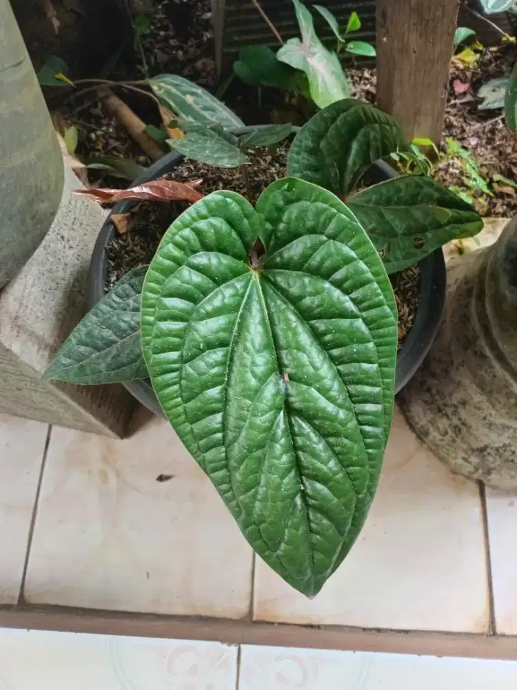 Tanaman hias anthurium sirih