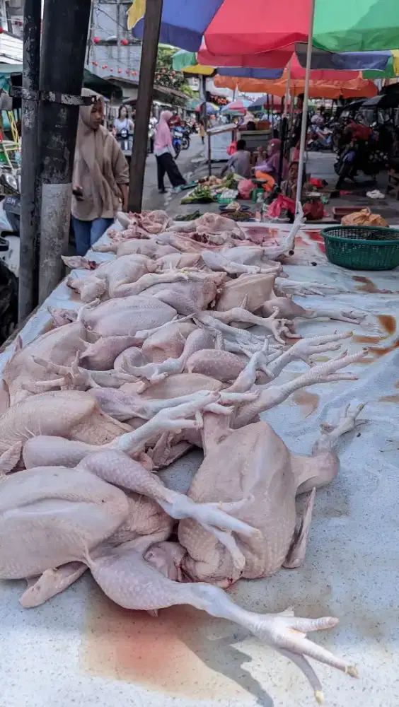 Mencari pekerjaan bidang pemotongan ayam, pengalaman 10tahun