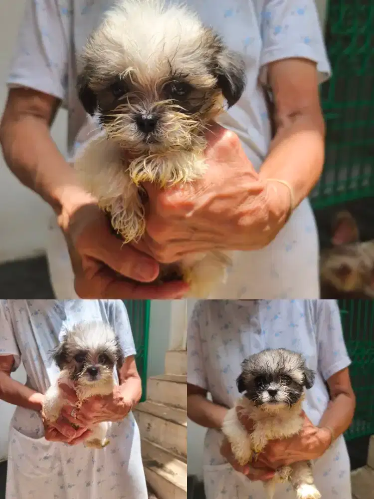 Shihtzu mix poodle
