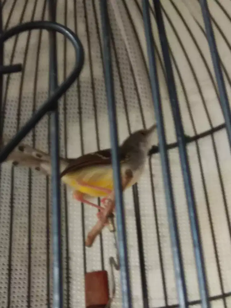 Ciblek semi rajin fullset