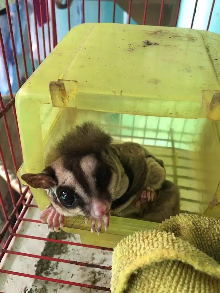 Sugarglider jantan
