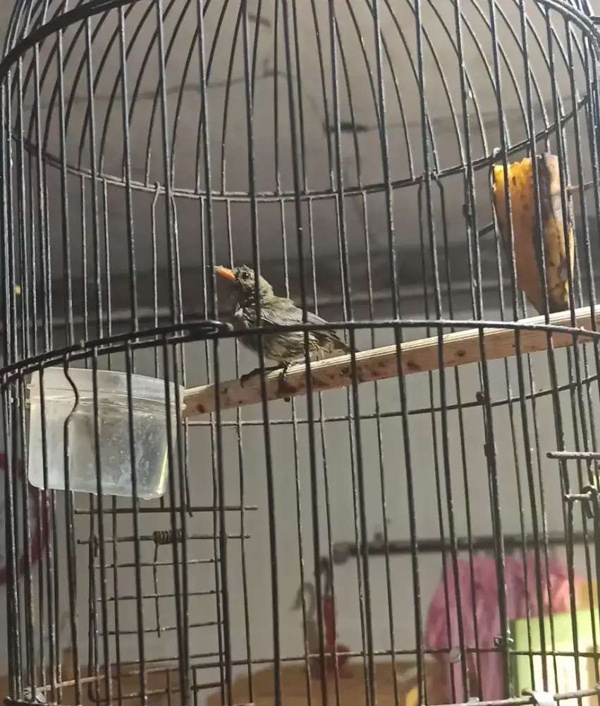 Talokan trotol pisang