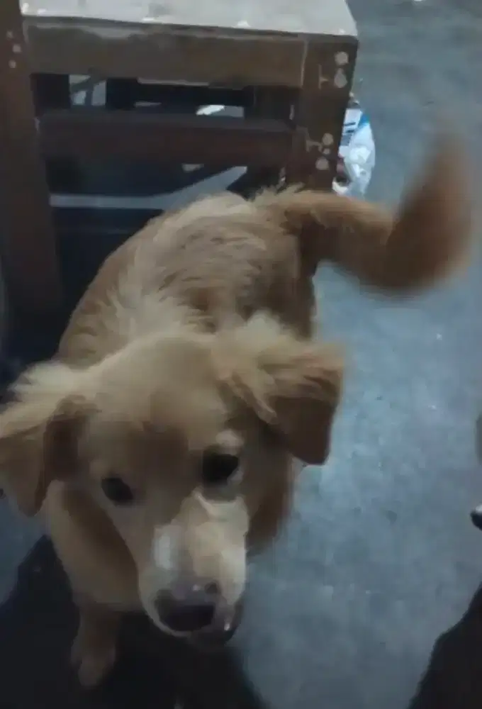 Anjing pranakan corgi kaki pendek
