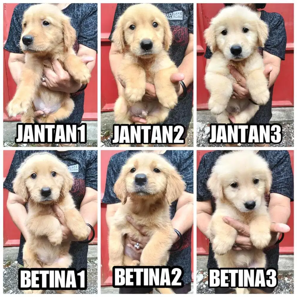 Anak Anjing Golden Retriever
