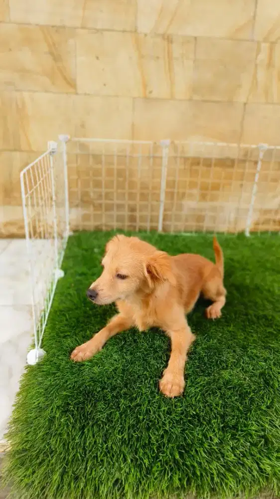 Pomix dan Shitzu mix maltise