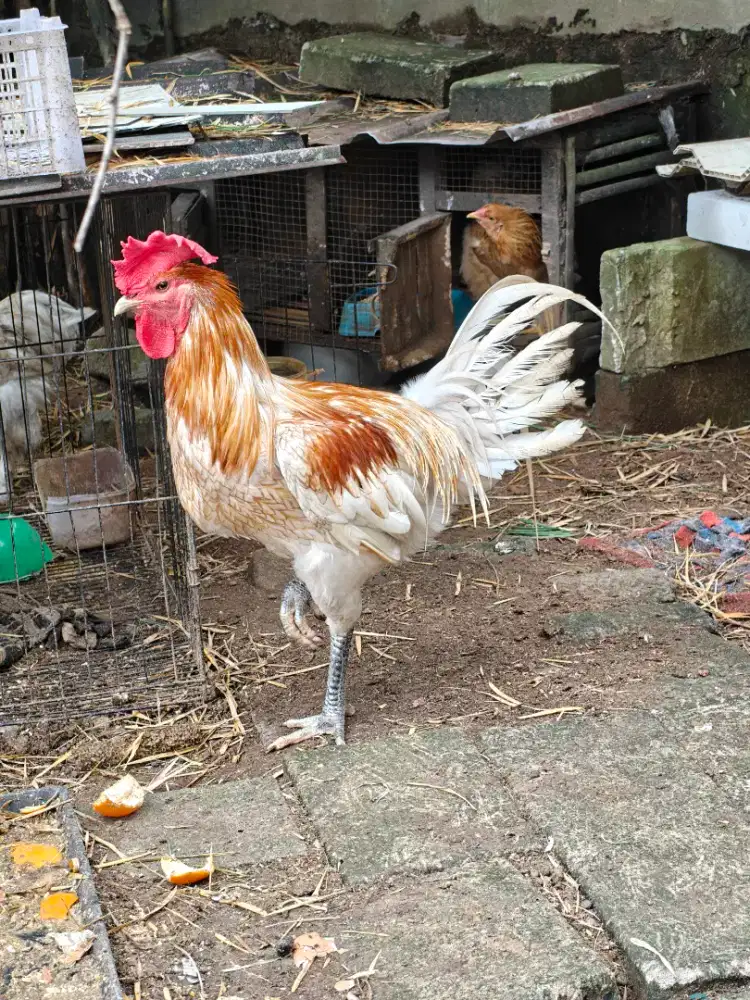 Jual ayam pelung jantan warna bagus, Kokok panjang dan betina 2 ekor