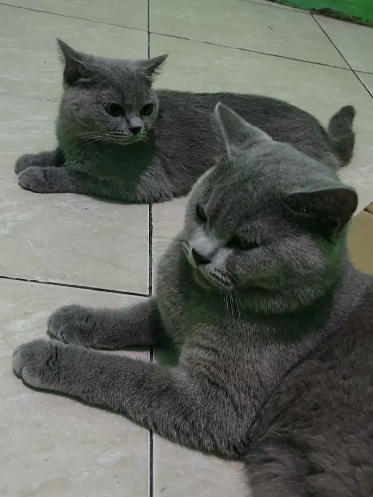 Kucing BSH British Shorthair