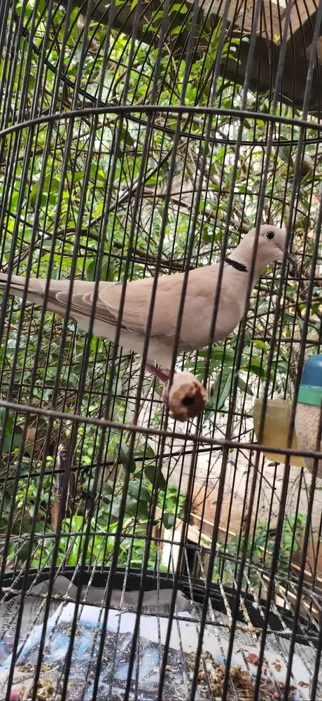 Burung Puter Pelung Jantan Asli Murah Bosan