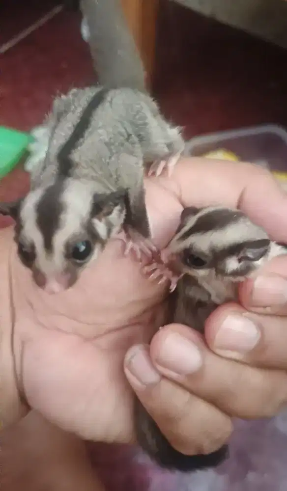 Lepas adopsi Sugar glider jantan dan betina