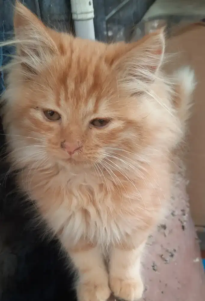 Anakan kucing persia usia 3 bln