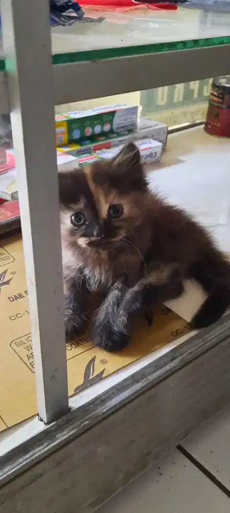 Anakan kucing persia usia 3 bln