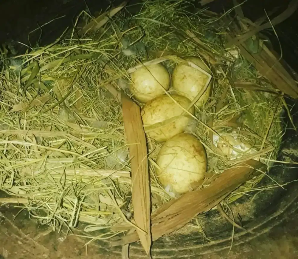 Telur soang gagal netas / tembuhuk