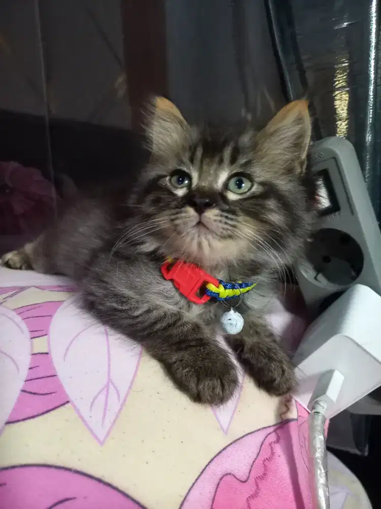 Kitten Mainecoone Betina