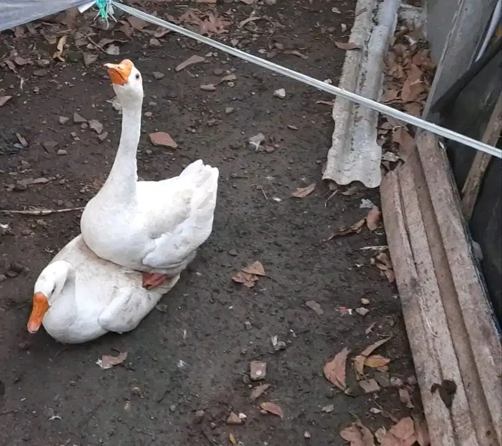 Sepasang Soang / Angsa jumbo