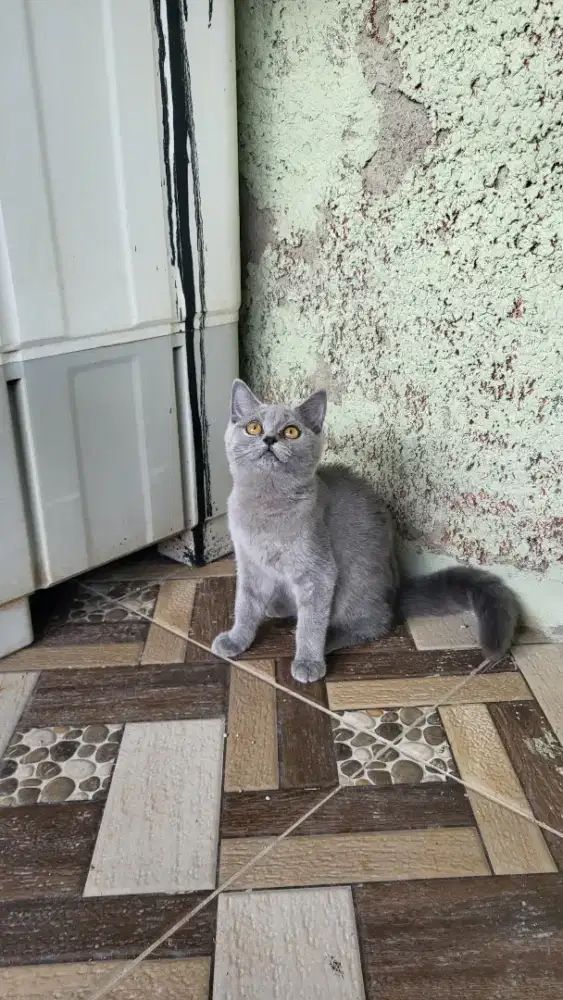 Kucing kitten BSH British shorthair