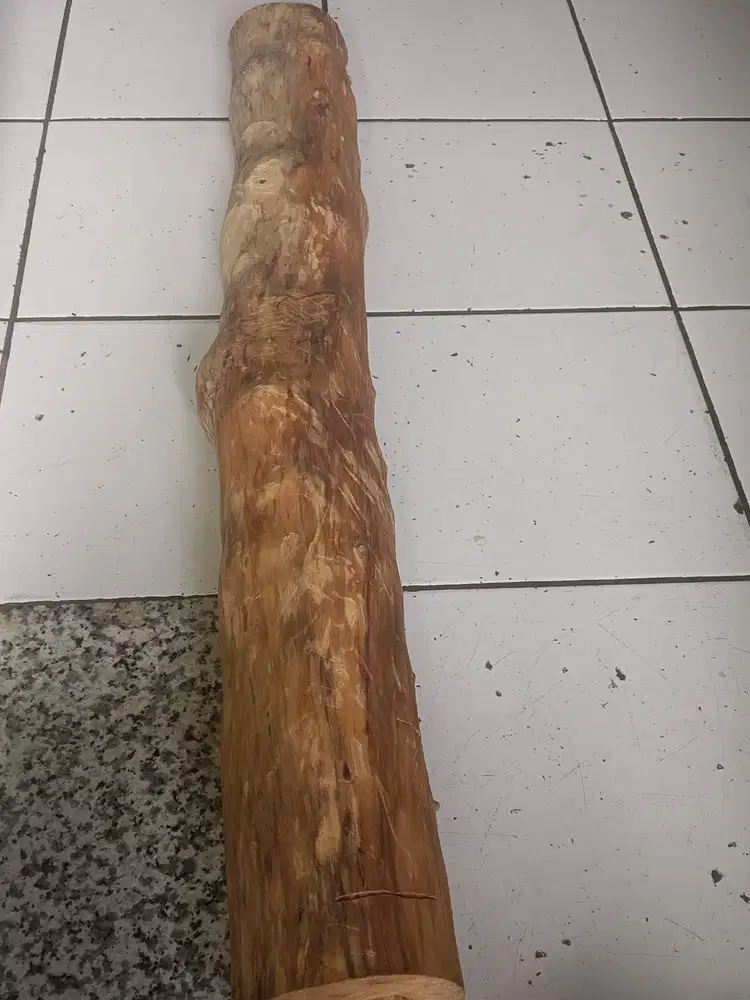 Kayu Cendana NTT Asli