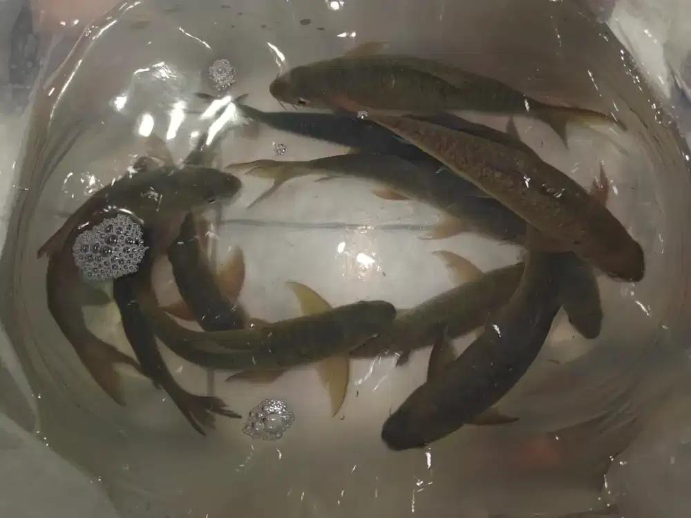 Ikan jurung size 25cm