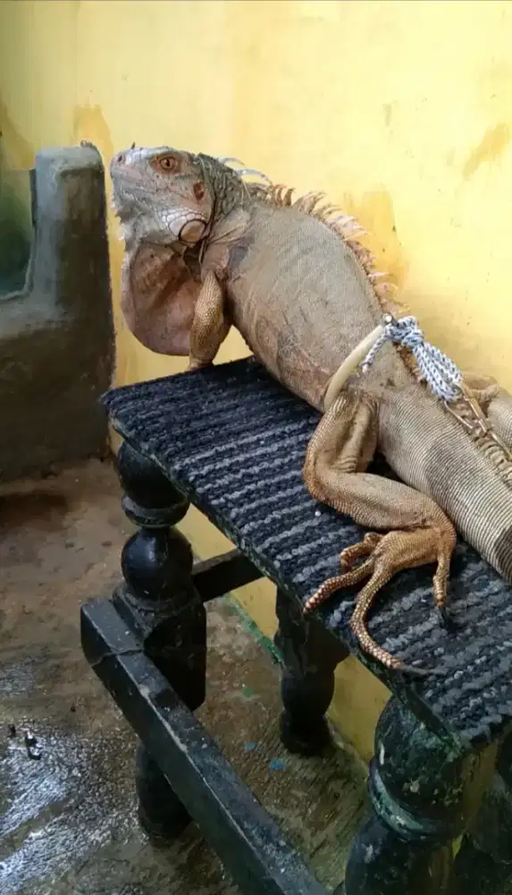 Iguana besar ,sehat,lincah