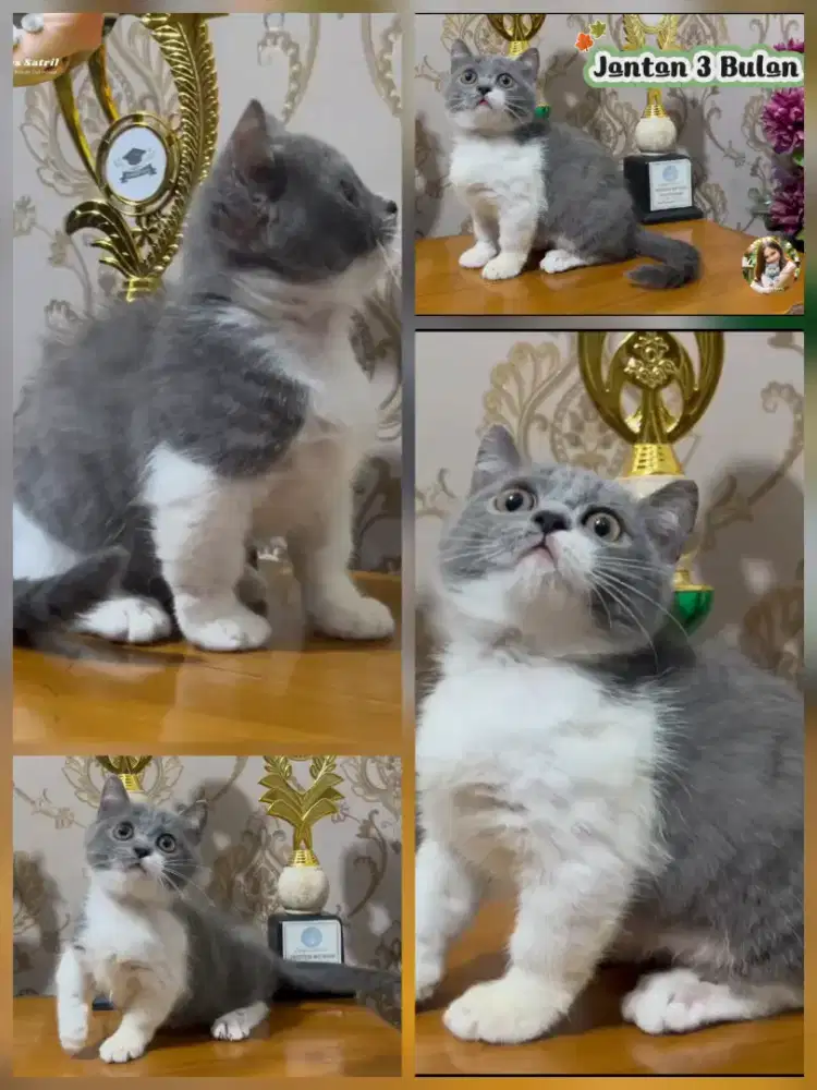 Lepas Cepat BSH Munchkin Jantan