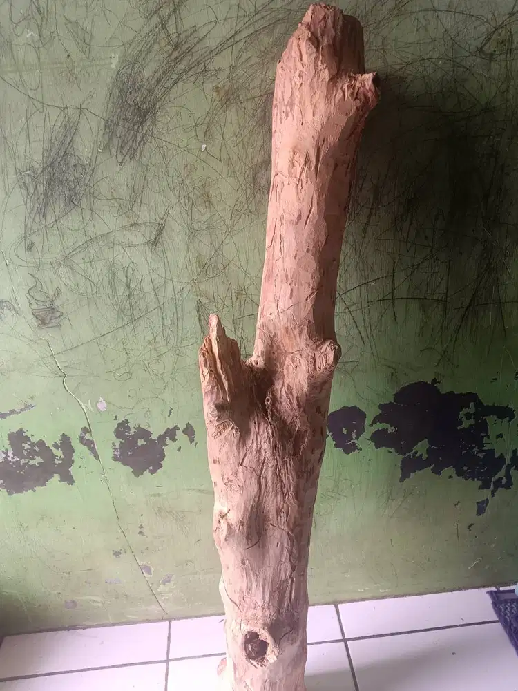 Kayu cendana NTT asli