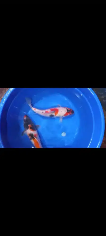 Ikan koi paketan 2 Ekor size 35 cm