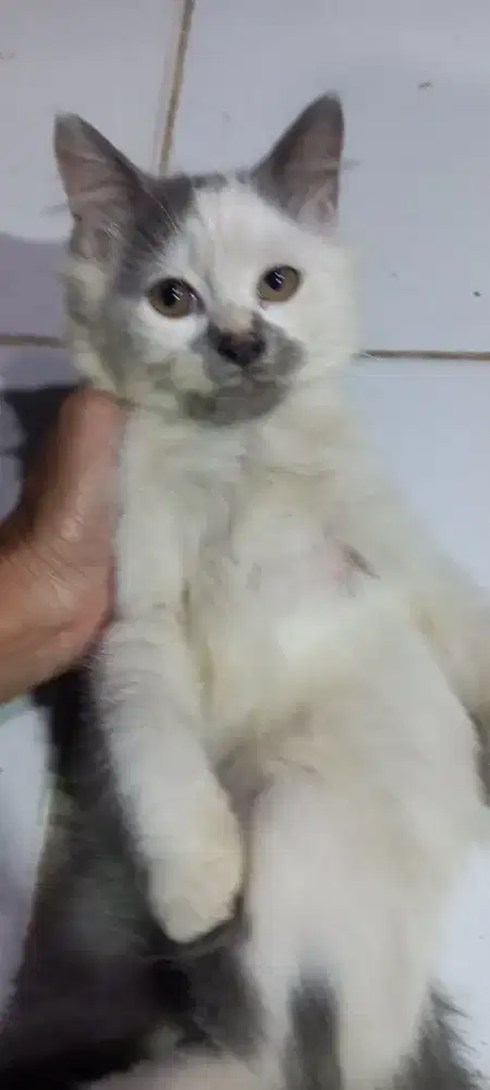 Kitten U 3 bln jantan