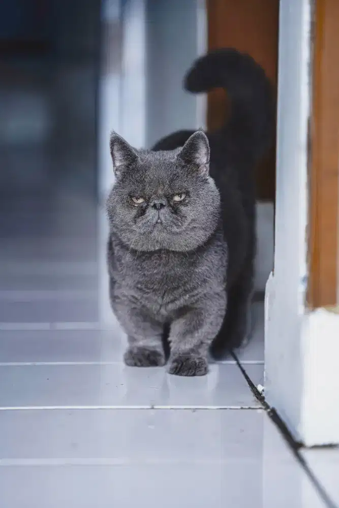 Jasa Pacak Kucing Munchkin Pesek