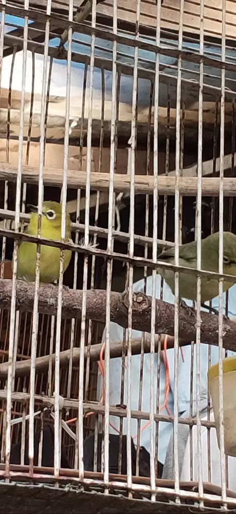 Burung Kacamata Sepasang Jual Bosan Murah