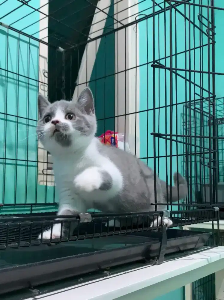 BSH BRITISH SHORTHAIR BICOLOR