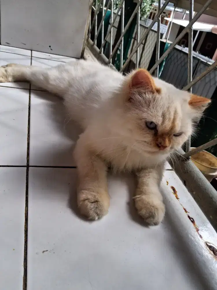 Persia,Himalaya red point,betina,gemoi,Bandung