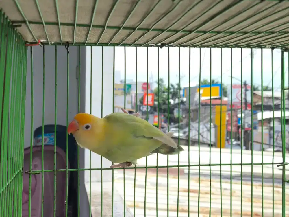 Lovebird Bio PB PF mata merah
