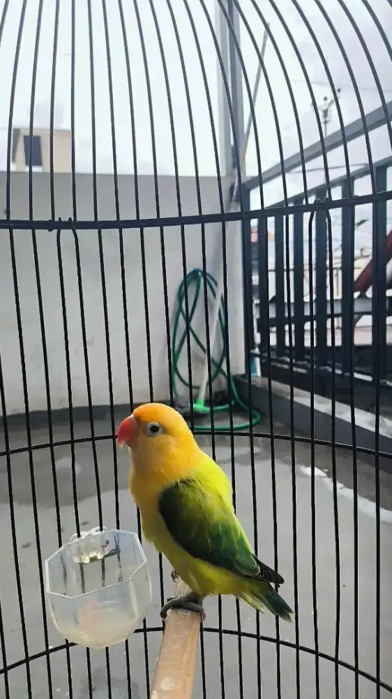 Lovebird Biola Pb ewing