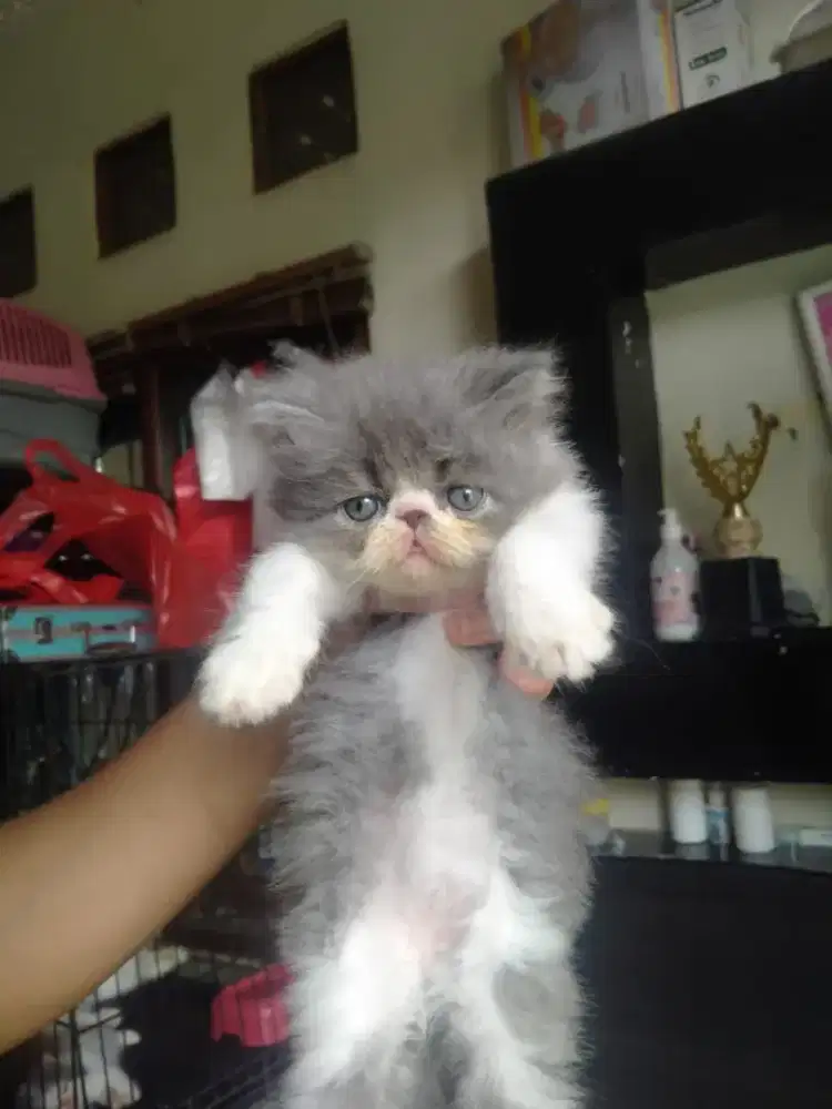 Kitten jantan peaknose