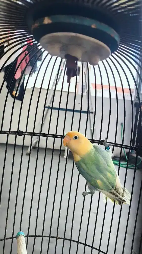 Lovebird Bio Aqua Pied