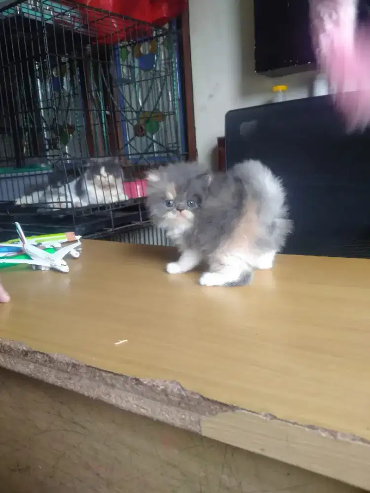 Kitten Flatnose betina calico